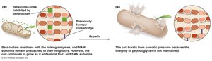 Mechanism of beta-lactam antibiotics on bacterial cell wall