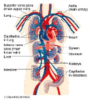 Diagram of the cardiovascular system showing heart, blood vessels, and major organs