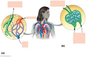 Relationship between cardiovascular and lymphatic systems