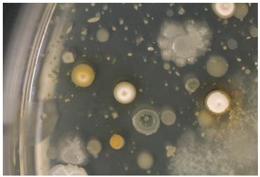 Close-up of colony morphology