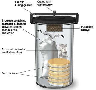 Anaerobic jar setup
