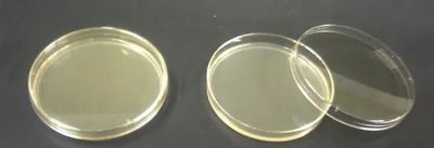 Petri plates (solid media)