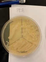 Phenylethyl Alcohol Agar plate with bacterial growth