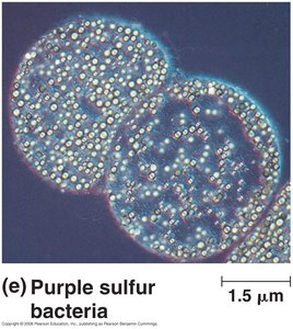 Purple sulfur bacteria