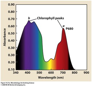 Chlorophyll absorbance spectrum