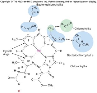 Structure of bacteriochlorophyll and chlorophyll