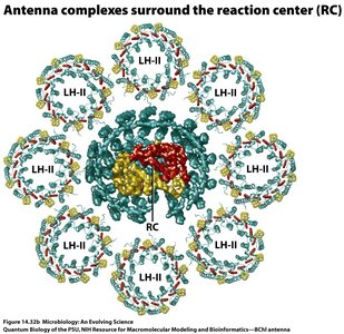 Antenna complexes surround the reaction center