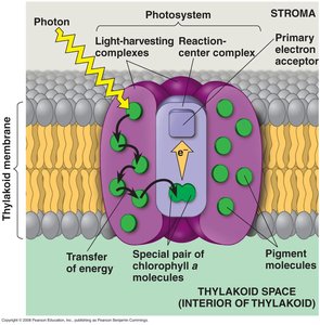 Photosystem structure in thylakoid membrane