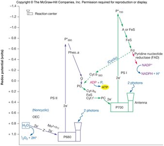 Redox potential diagram for oxygenic photolysis