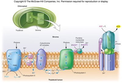 Photosynthetic electron transport chain in thylakoid membrane