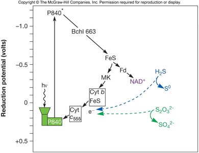 Redox potential diagram for green sulfur bacteria