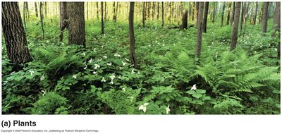 Plants in a forest ecosystem