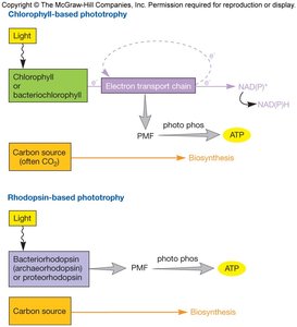 Comparison of chlorophyll-based and rhodopsin-based phototrophy