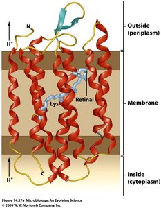 Structure of bacteriorhodopsin in membrane