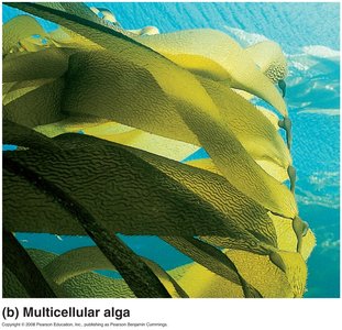 Multicellular alga