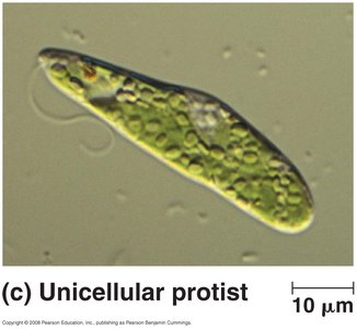 Unicellular protist