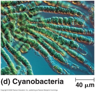 Cyanobacteria