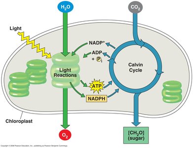 Diagram of light reactions and Calvin cycle in chloroplast
