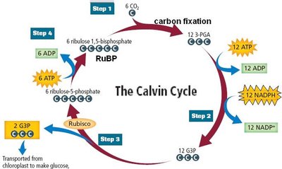The Calvin Cycle diagram