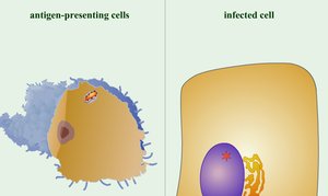 Antigen-presenting cell and infected cell