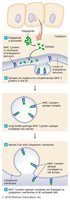 Processing of endogenous antigens