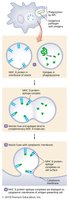 Processing of exogenous antigens