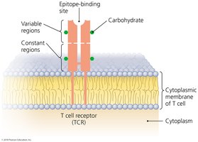 T cell receptor structure