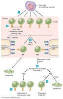 Clonal deletion of T cells