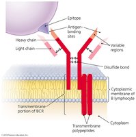 B cell receptor structure