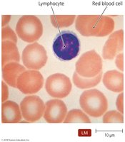 Lymphocyte among red blood cells