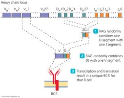 Immunoglobulin heavy chain loci and recombination