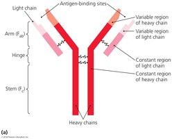 Basic antibody structure