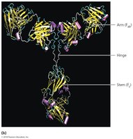 Antibody structure (detailed)