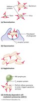 Functions of antibodies (detailed)