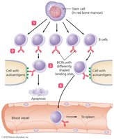 Clonal deletion of B cells