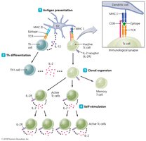 Activation of cytotoxic T cells