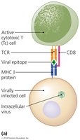 Cell-mediated immune response