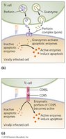 Perforin-granzyme and CD95 pathways (detailed)