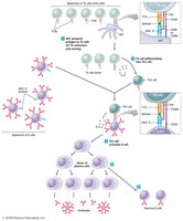 T-dependent antibody immune response