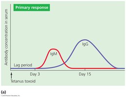 Primary antibody immune response