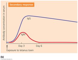 Secondary antibody immune response