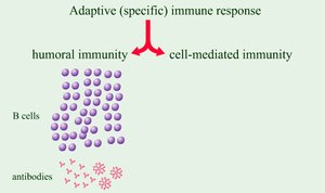 B cells and humoral immunity