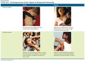 Table: Types of acquired immunity