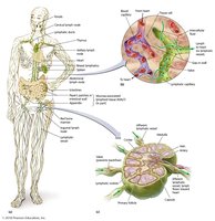 The lymphatic system
