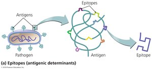 Antigens and epitopes