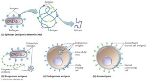 Types of antigens: exogenous, endogenous, autoantigens