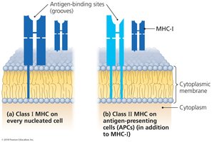 MHC class I and II proteins