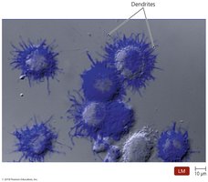 Dendritic cells