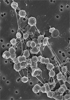 Microbial domains