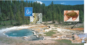 Microbes in different environments